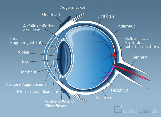 Grafische Darstellung des menschlichen Auges