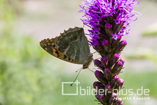 Kaisermantel auf der Schmetterlings-Lakritzpflanze