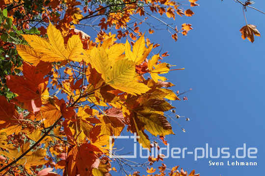 Herbstlaub-Färbung